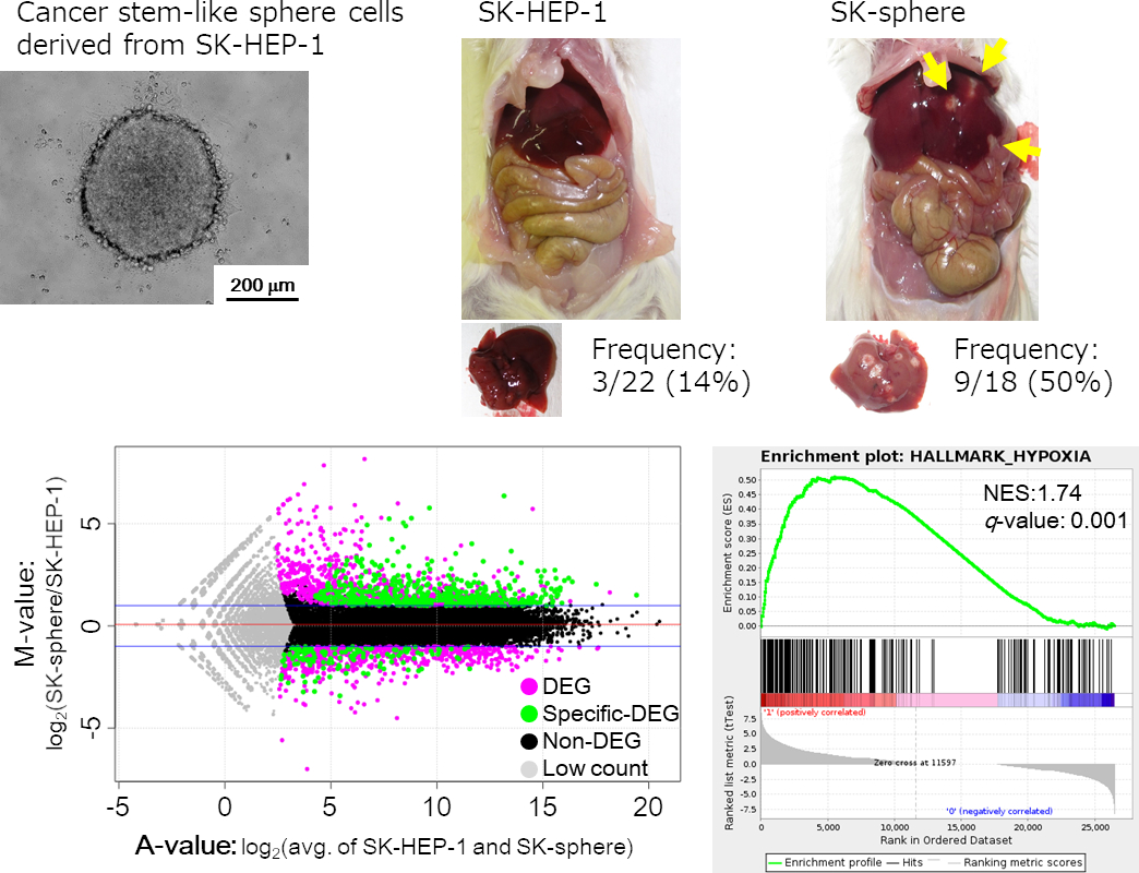 Hashimoto N, et al. BMC Cancer (2014) 及びNishiyama M, et al. Cancer Sci. (2018) より改変