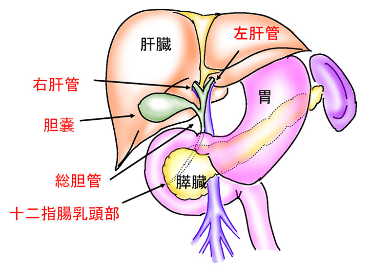 胆道の構造