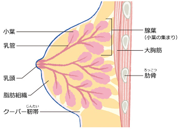 乳房の構造