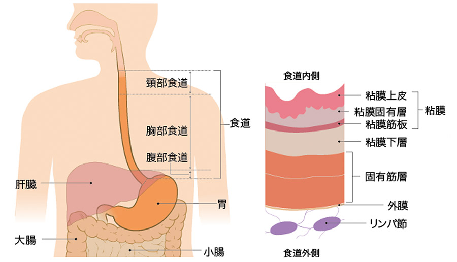 食道の構造