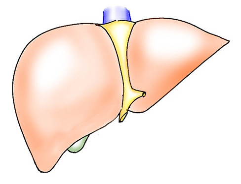 肝臓の構造