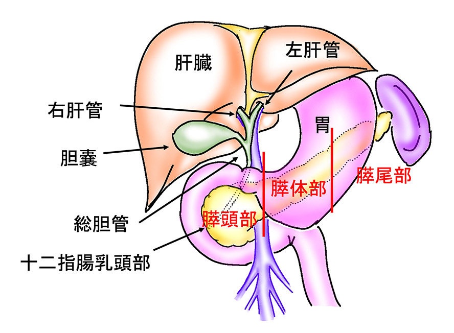 膵臓の構造